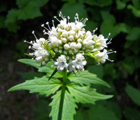 valeriana